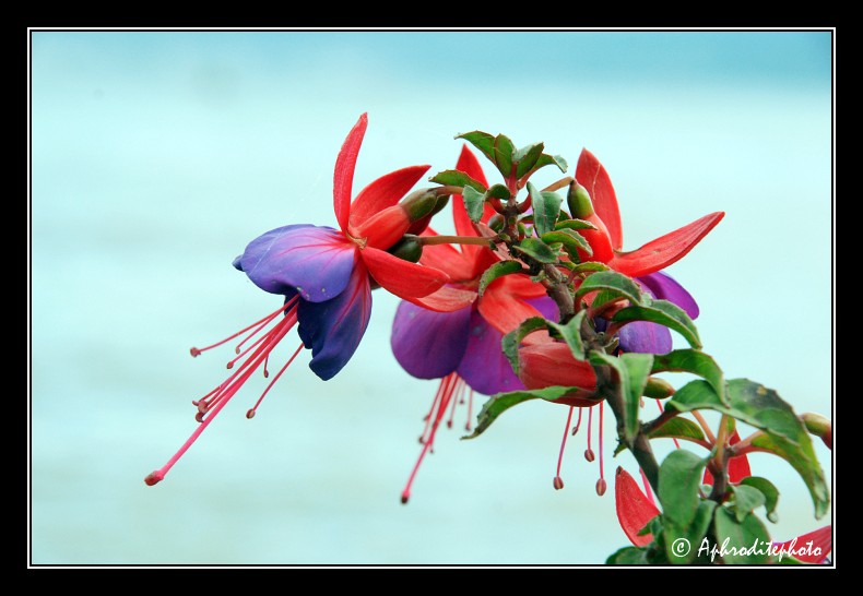 017 Fleurs